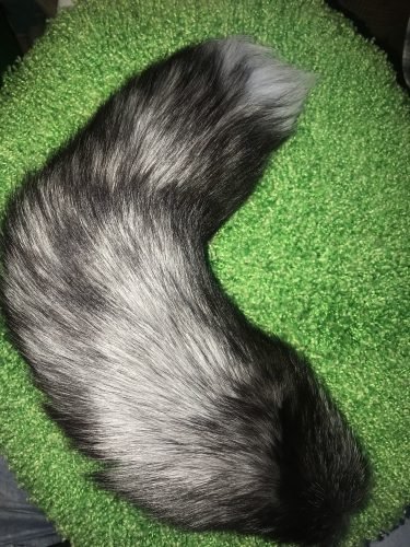 17" Deluxe Faux Fur Indigo Fox Tail Butt Plug, Anal Tail Plug photo review