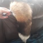 17" Wolf Tail Butt Plug, Faux Fur Anal Plug, Sex Toys photo review